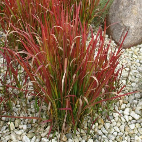 Piros alangfű "Imperata cylindrica 'Red Baron' 