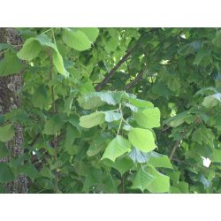 Amerikai Hársfa (Tilia americana)
