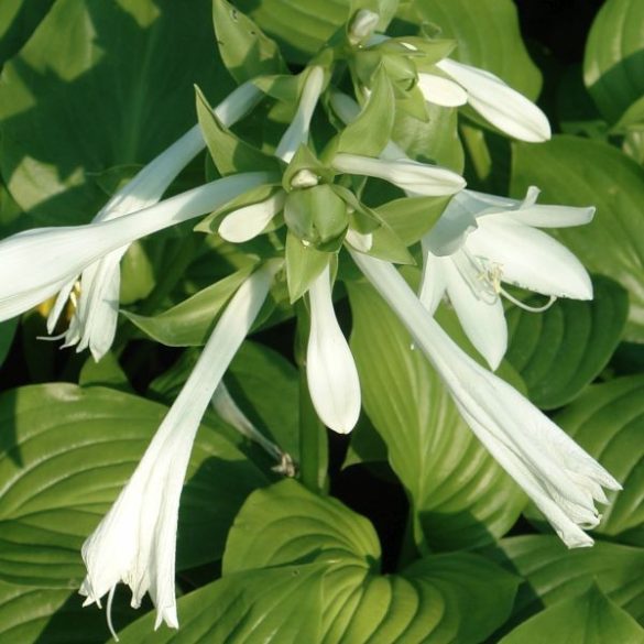 Hosta plantaginea - Fehér árnyékliliom