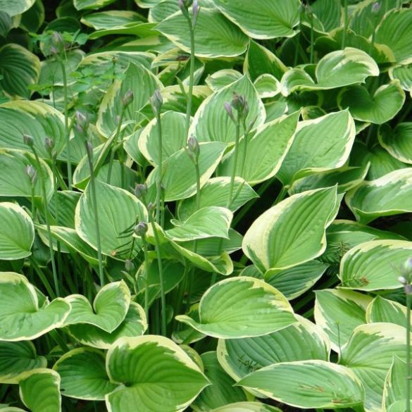 Hosta fortunei 'Aureomarginata' - Tobozvirágzatú árnyékliliom