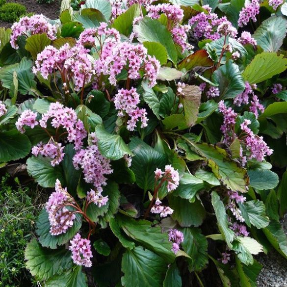 Bergenia crassifolia - Vaskos bőrlevél