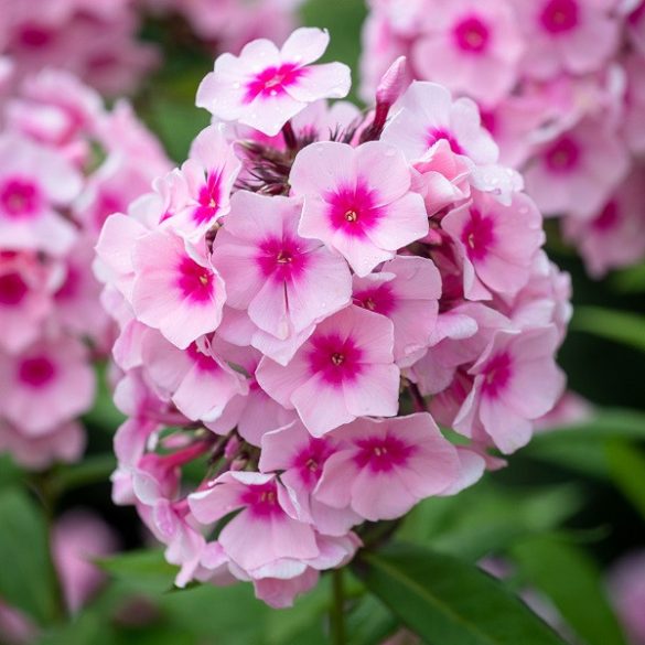 Bugás lángvirág "Phlox paniculata 