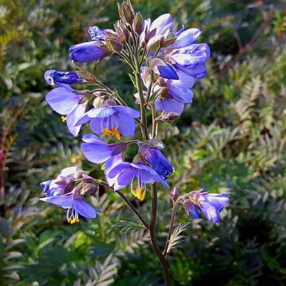 Csatavirág "Palemonium"