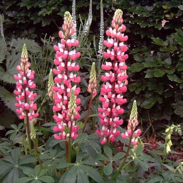 Csillagfürt "Lupinus"