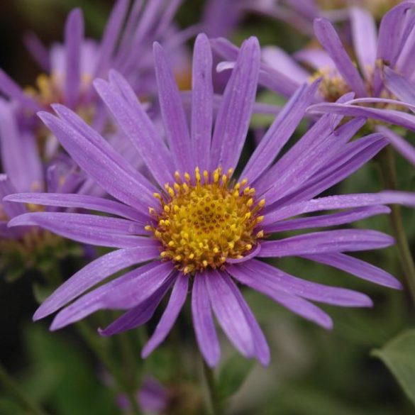 Aster amellus  - Csillagőszirózsa
