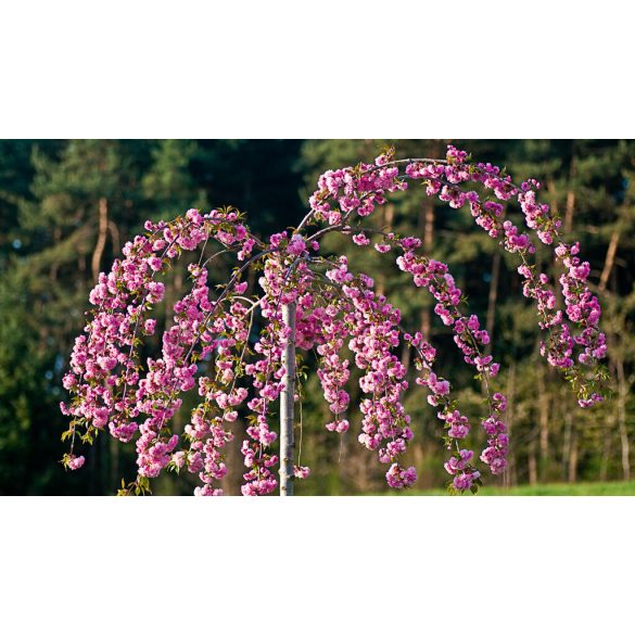 Japán Csüngő Díszcseresznye (Prunus serrulata 'Kiku-shidare-zakura')