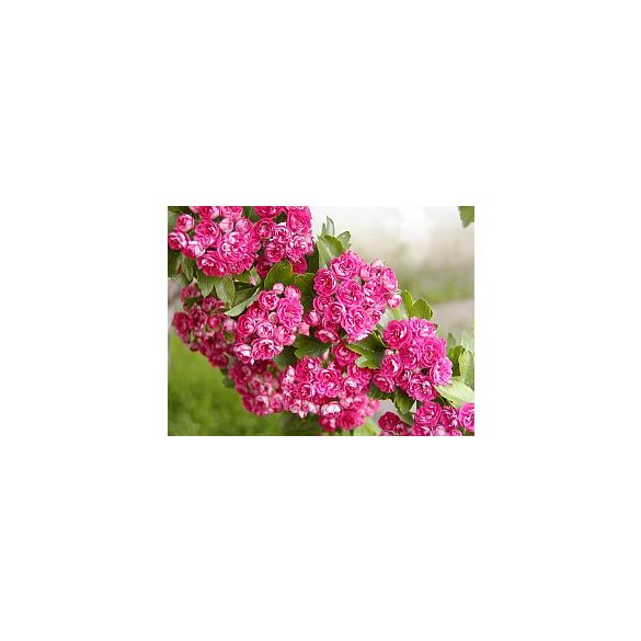 Díszgalagonya ( “Crataegus laevigata Paul's Scarlet”)