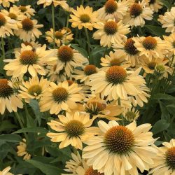 Kasvirág "Echinacea"