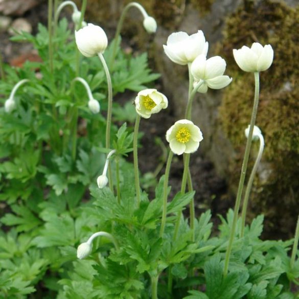 Erdei szellőrózsa "Anemone sylvestris"