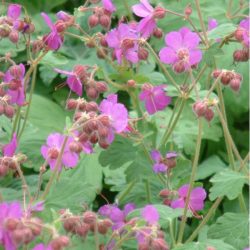   Gólyaorr "Geranium macrorrhizum 'Bevan's Variety' 