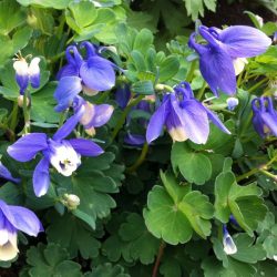Közönséges harangláb "Aquilegia vulgaris 