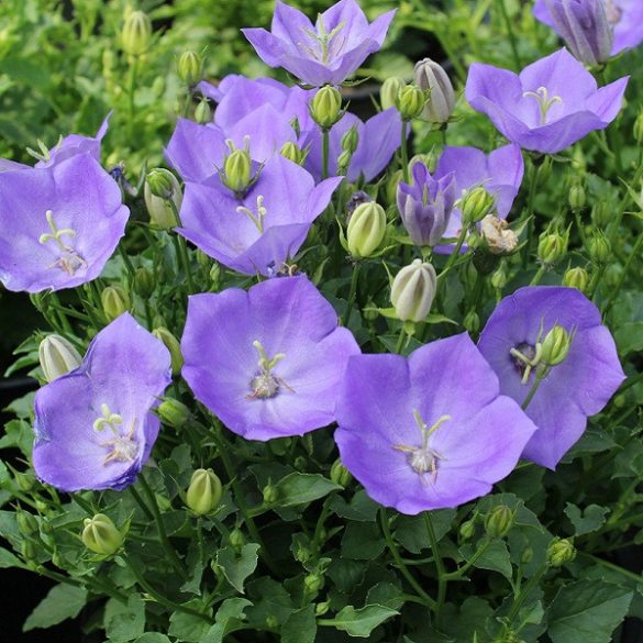 Harangvirág "campanula"