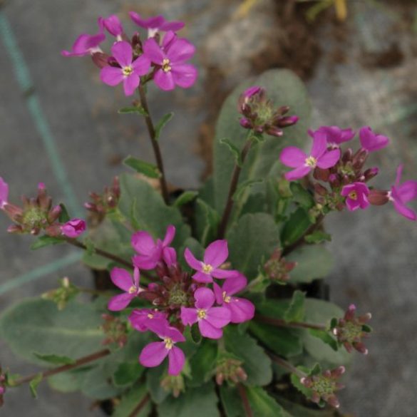 Ikravirág "arabis"