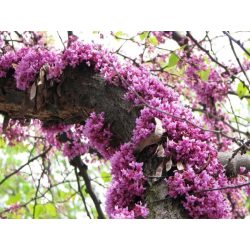 Júdásfa (cercis)