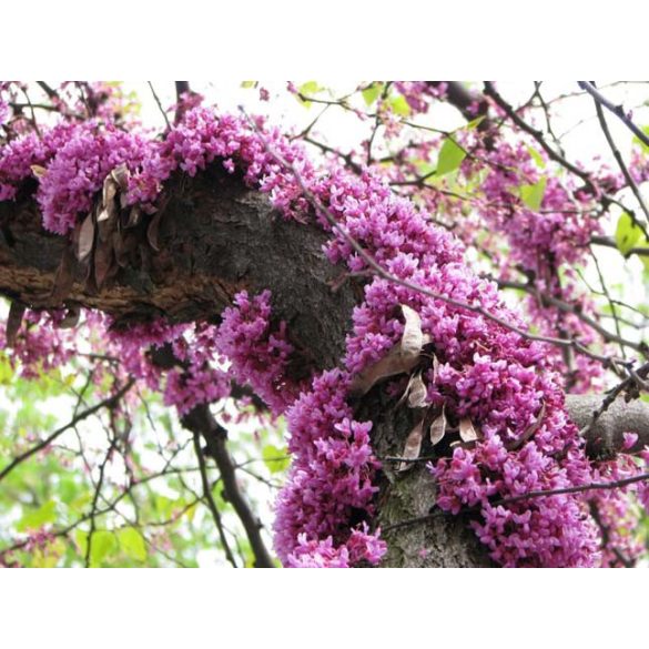 Júdásfa (cercis)