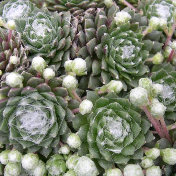 Kövirózsa "Sempervivum"