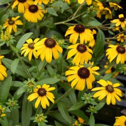 Kúpvirág "Rudbeckia"