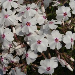 Árlevelű lángvirág "Phlox subulata 