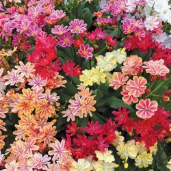   Lewisia cotyledon 'Elise Mix' - Változékony dohánygyökér