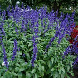 Ligeti zsálya Salvia nemorosa