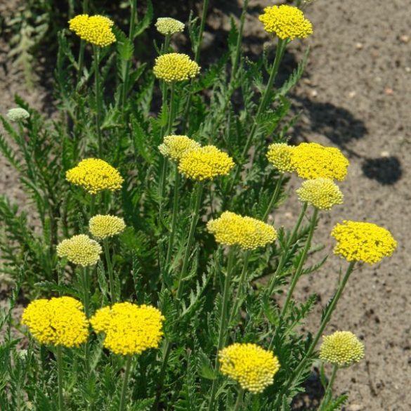 Cickafark "Achillea filipendulina 'Cloth of Gold' 