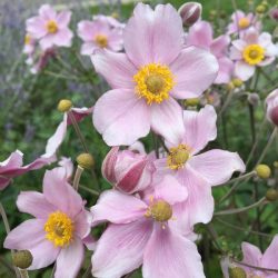    Molyhos szellőrózsa "Anemone tomentosa 'Robustissima' 