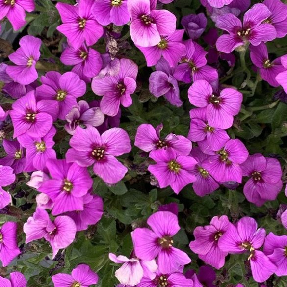 Kerti pázsitviola "Aubrieta x cultorum 