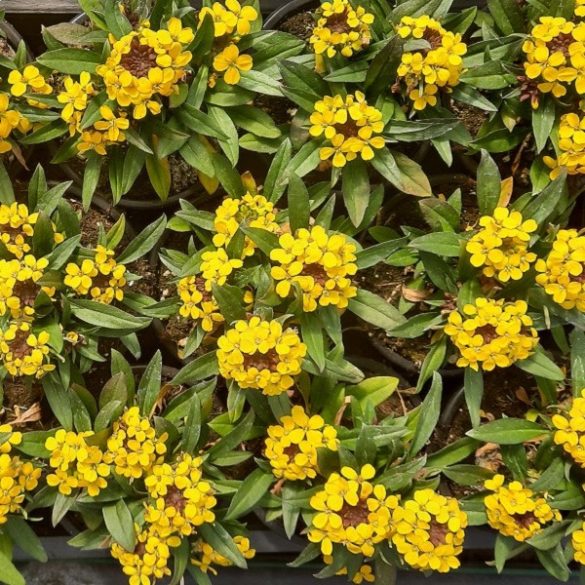 Sárgaviola "Erysimum"