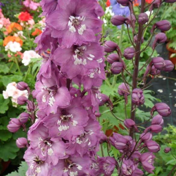 Kerti szarkaláb "Delphinium x cultorum 'Excalibur Lilac Rose with White Bee' 