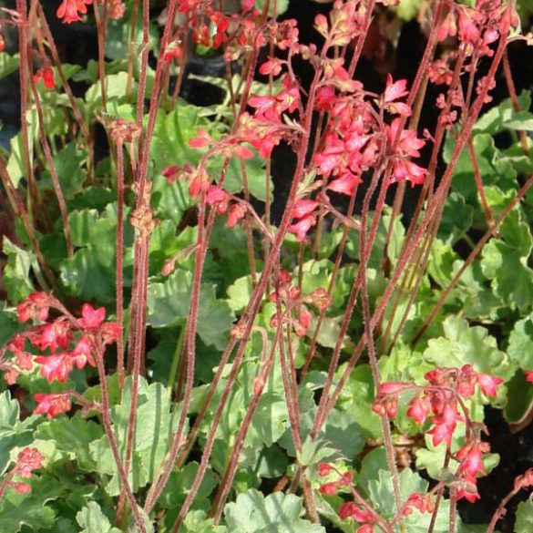 Tűzeső Heuchera