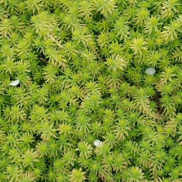 Hatsoros varjúháj "Sedum sexangulare 