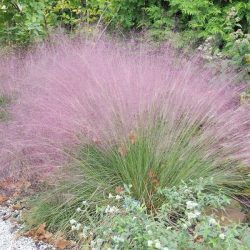 Vattacukorfű Muhlenbergia capillaris