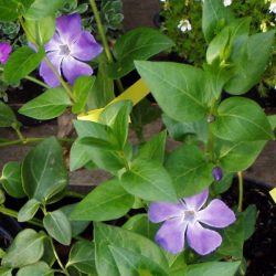 Vinca major - Nagy meténg
